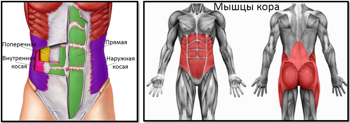 Где находятся мышцы кора , схема