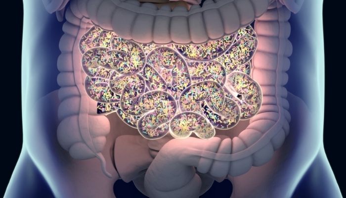 Микробиом кишечника: на что влияет и методы его восстановления