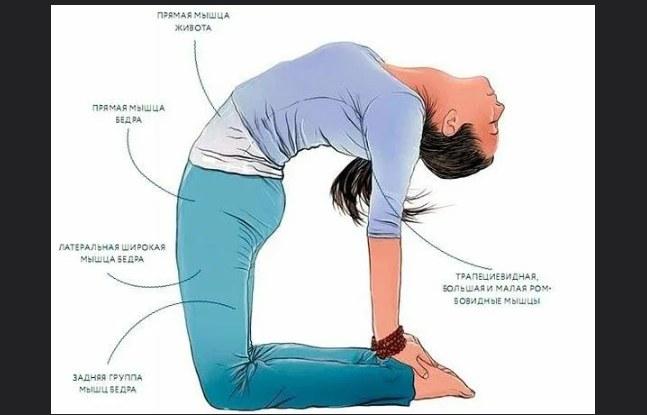 Уштрасана (Поза Верблюда)