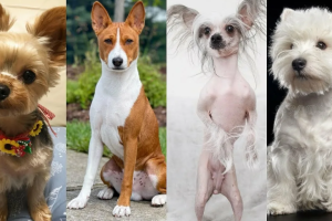 тест по картинке: породы собак