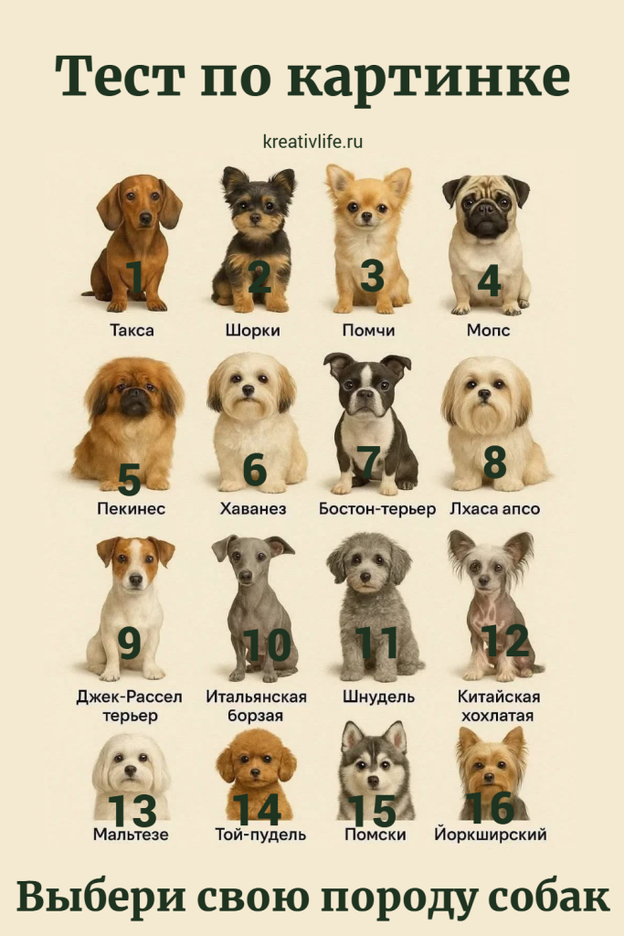 тест по картинке: породы собак